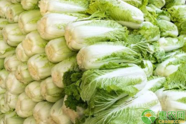 早春大棚白菜種植方法與管理
